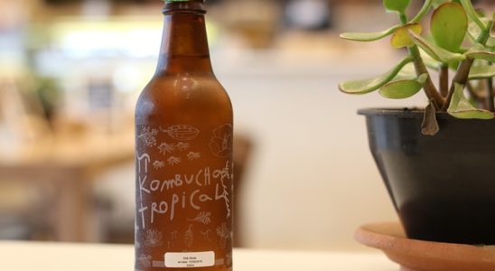 souche de kombucha