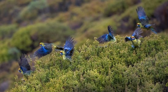 oiseaux