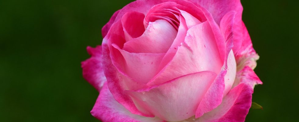 découvrez la signification et la symbolique des différentes couleurs de roses. trouvez la teinte parfaite pour chaque occasion et exprimez vos sentiments grâce au langage des fleurs.