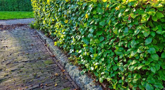 services professionnels de taille de haies pour un jardin soigné et esthétique. entretien régulier et coupe précise pour valoriser votre espace extérieur.