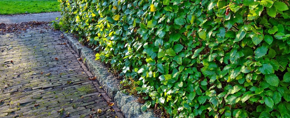 services professionnels de taille de haies pour un jardin soigné et esthétique. entretien régulier et coupe précise pour valoriser votre espace extérieur.