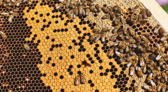 abeilles