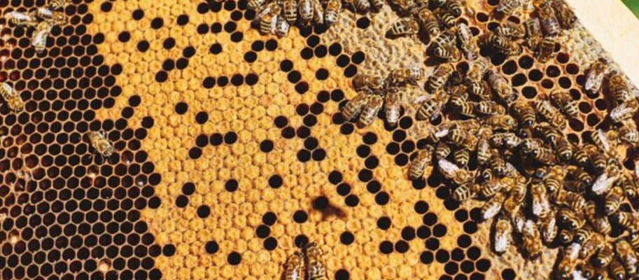 abeilles