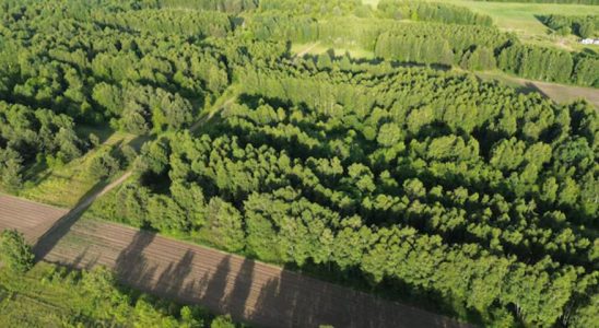 agroforestière