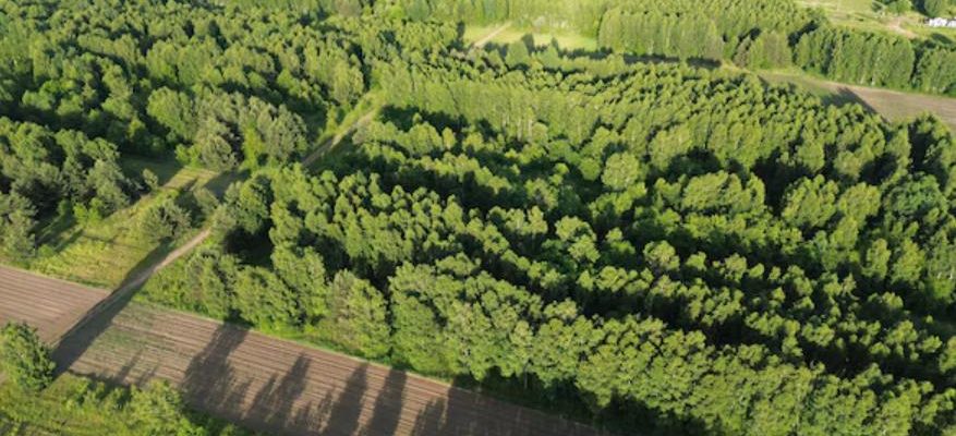 agroforestière