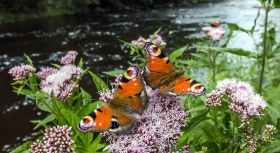 biodiversité