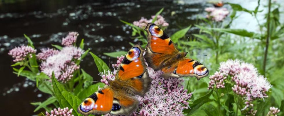 biodiversité