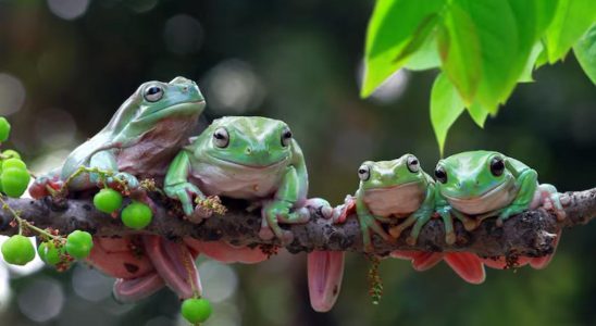 espèces végétales et animales