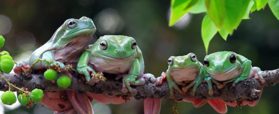 espèces végétales et animales