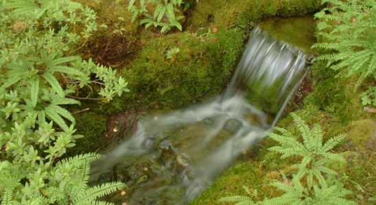 filtration naturelle des polluants