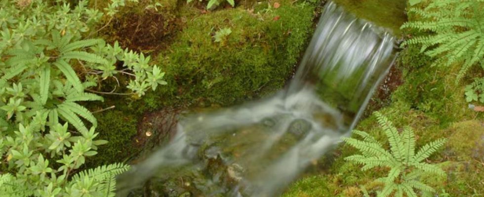 filtration naturelle des polluants