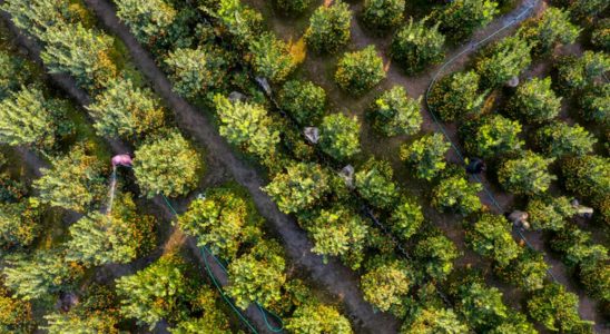 l’agroforesterie