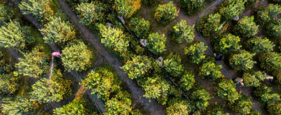 l’agroforesterie