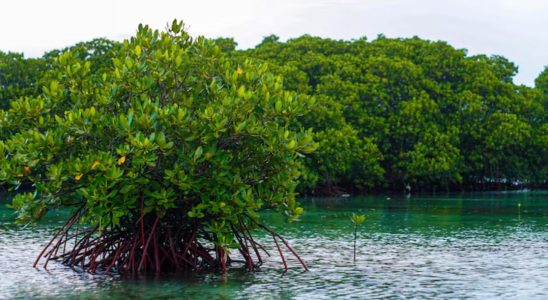 mangroves