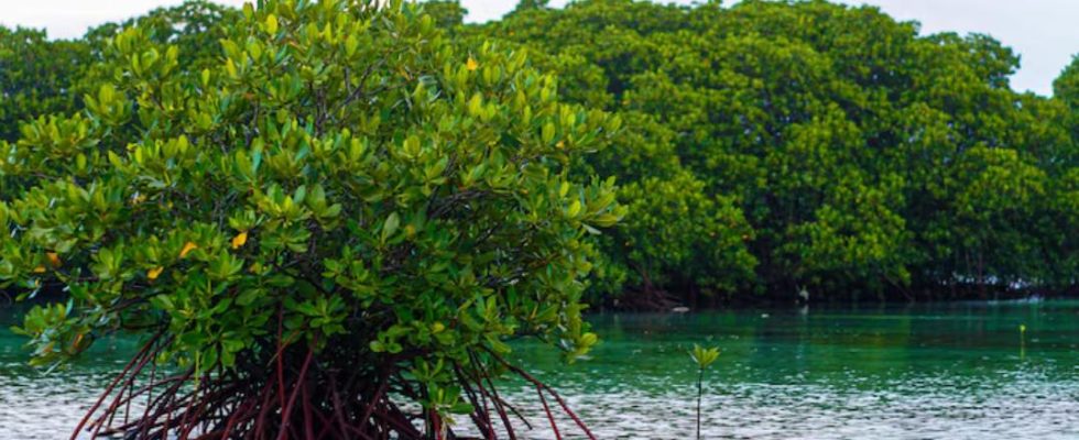 mangroves