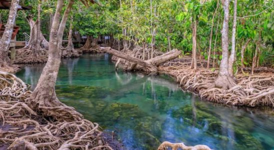 mangroves