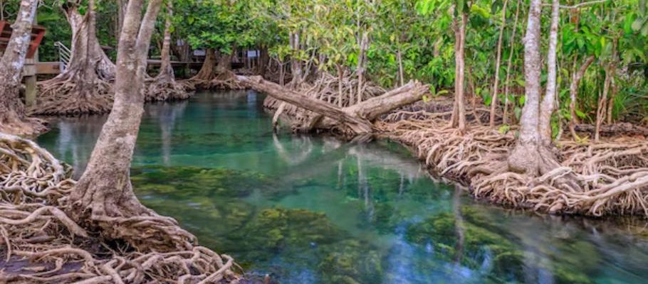 mangroves