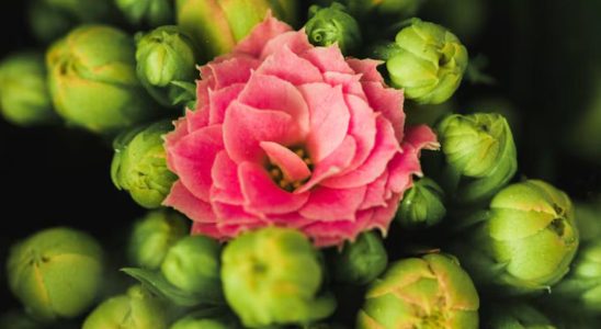 plantes pionnières