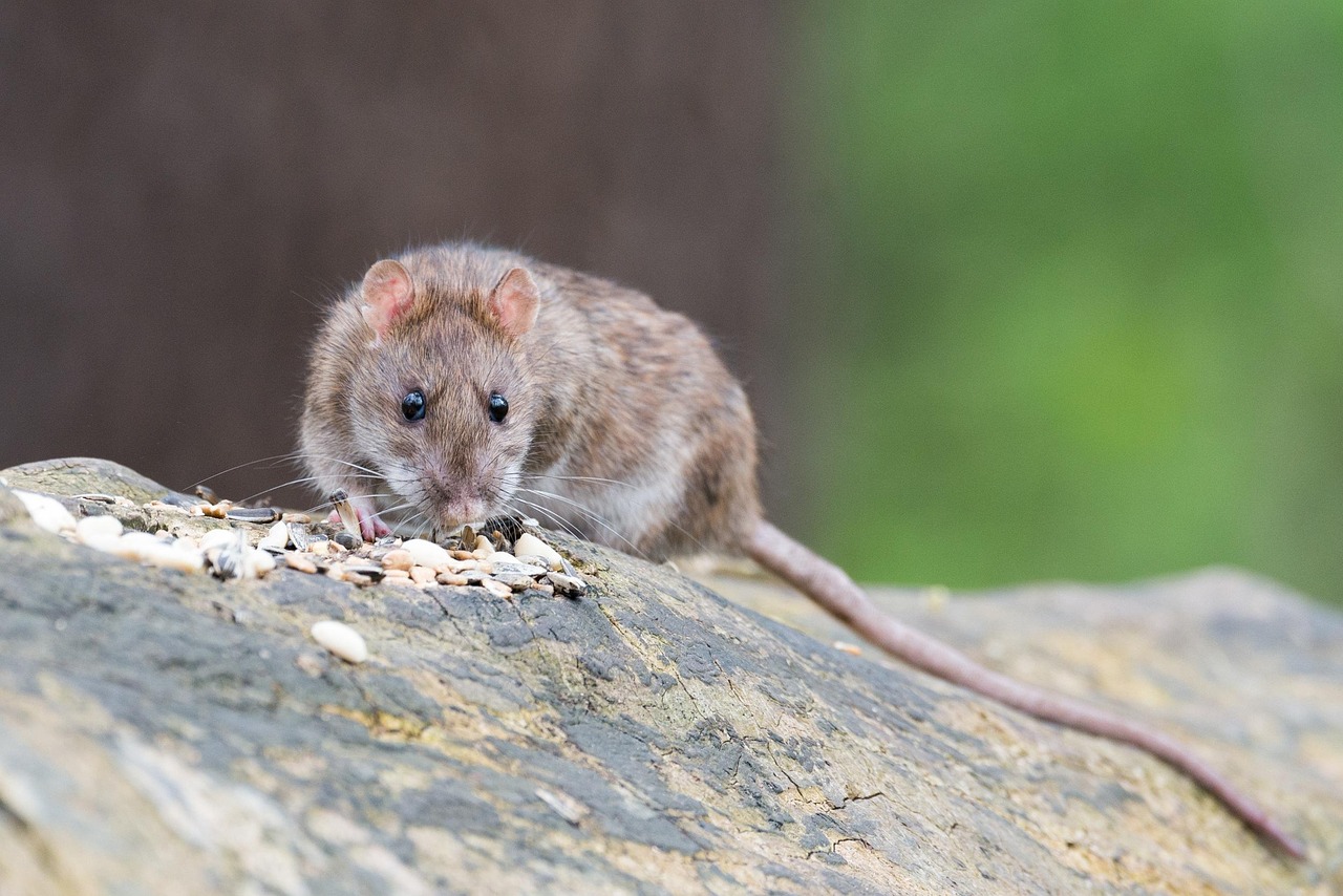 solutions efficaces pour le contrôle des rats d'égout : prévention, extermination et conseils pour protéger votre environnement.