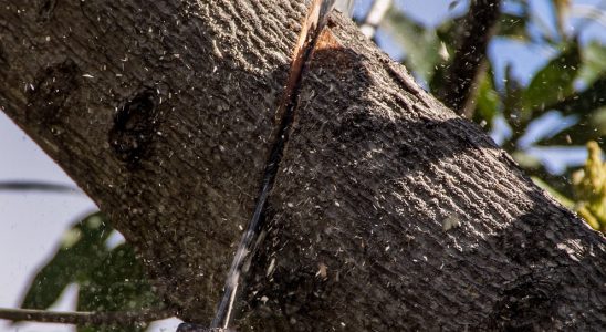 découvrez les meilleures techniques d'élagage des arbres pour améliorer la santé et la croissance de vos arbres, tout en assurant leur sécurité et leur esthétique.
