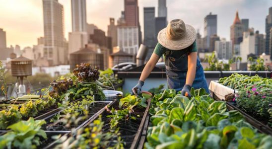 agriculture urbaine