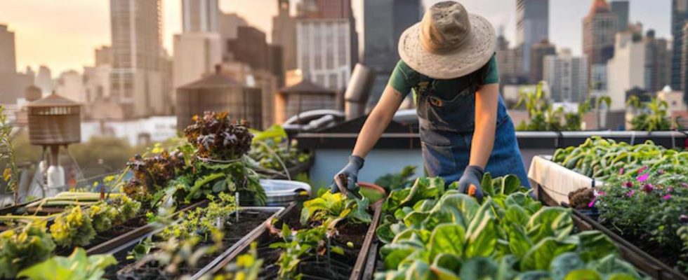 agriculture urbaine