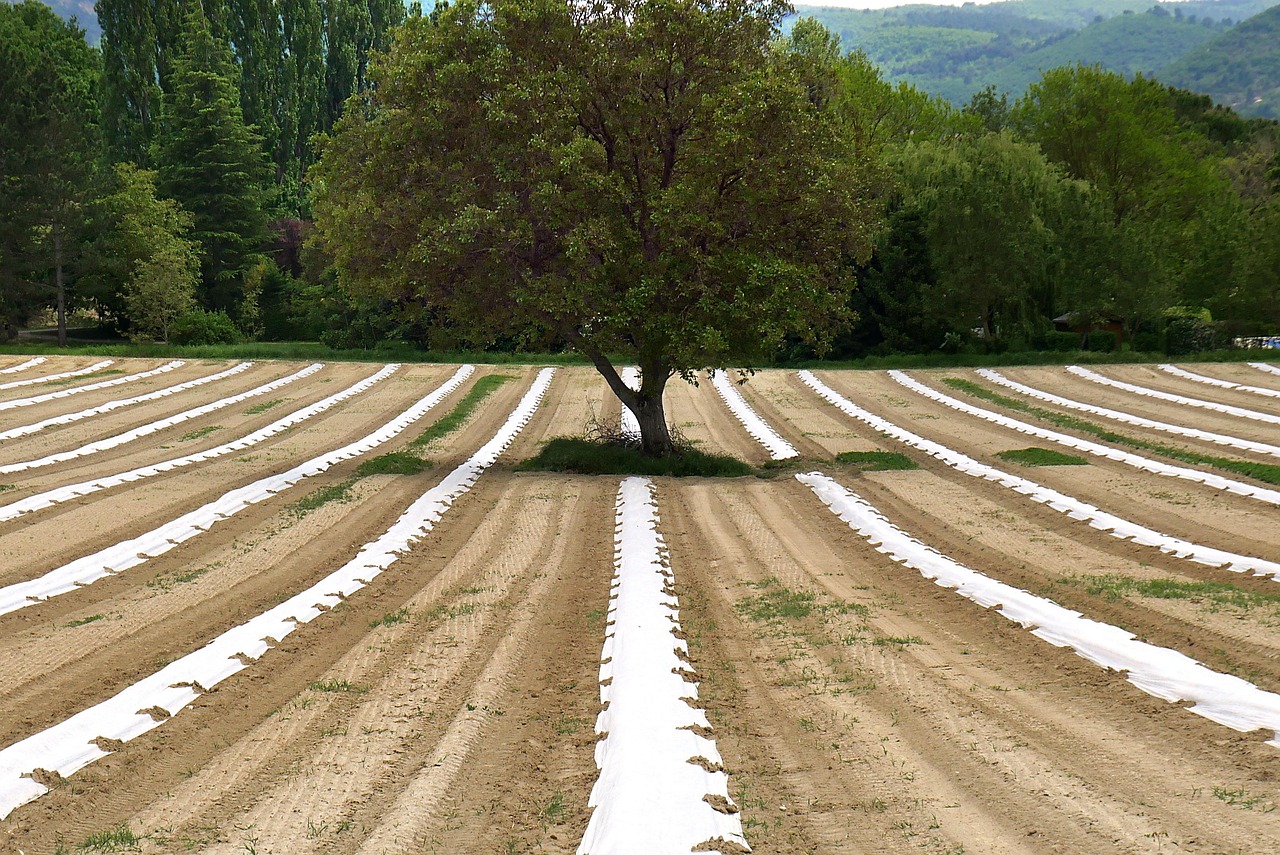 découvrez l'agroécologie, une approche agricole durable qui allie respect de l'environnement, biodiversité et pratiques agricoles responsables pour un avenir plus sain.