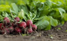 découvrez les pratiques de l'agriculture biologique, une méthode respectueuse de l'environnement qui favorise la biodiversité et la production de produits sains sans pesticides chimiques.