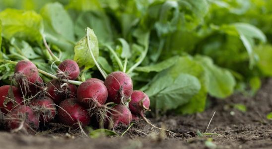 découvrez les pratiques de l'agriculture biologique, une méthode respectueuse de l'environnement qui favorise la biodiversité et la production de produits sains sans pesticides chimiques.