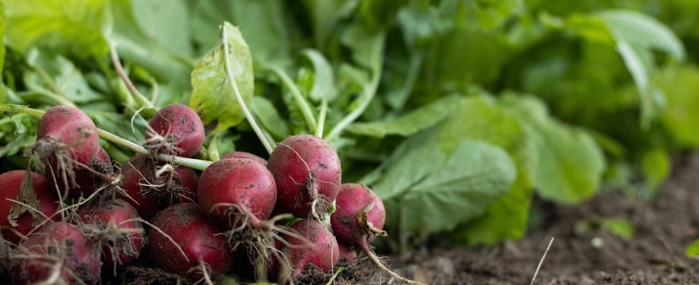 découvrez les pratiques de l'agriculture biologique, une méthode respectueuse de l'environnement qui favorise la biodiversité et la production de produits sains sans pesticides chimiques.