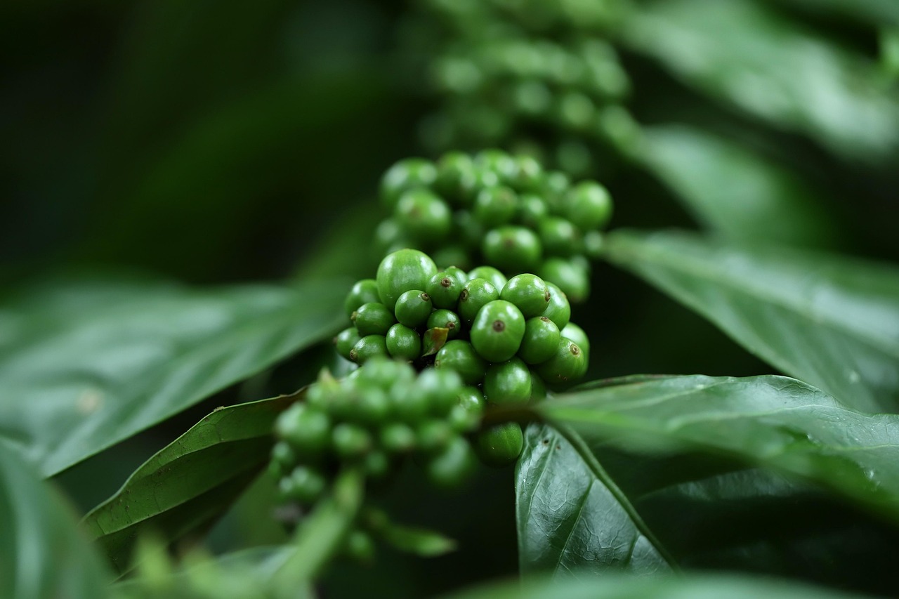 découvrez comment créer une stratégie de branding efficace pour l'agriculture biologique et valoriser vos produits naturels auprès des consommateurs engagés.
