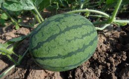 découvrez comment créer une identité de marque authentique et durable pour l'agriculture biologique, en valorisant ses valeurs et ses avantages.
