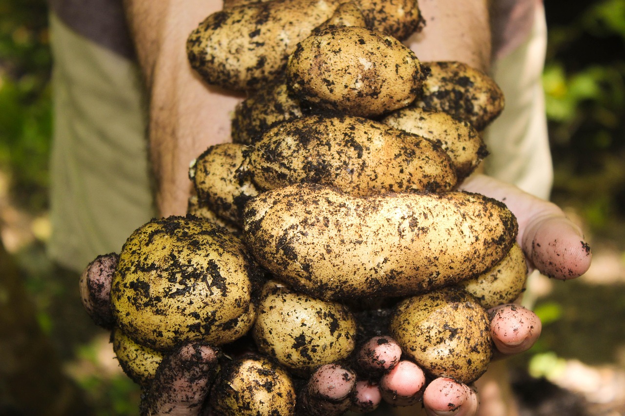 découvrez des stratégies de branding efficaces pour promouvoir l'agriculture biologique et valoriser vos produits naturels auprès des consommateurs soucieux de l'environnement.