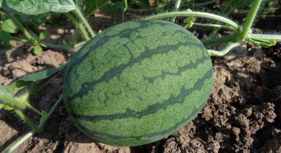 découvrez comment créer une identité de marque authentique et durable pour l'agriculture biologique, en valorisant ses valeurs et ses avantages.