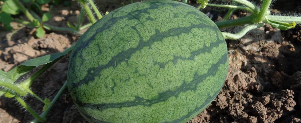 découvrez comment créer une identité de marque authentique et durable pour l'agriculture biologique, en valorisant ses valeurs et ses avantages.