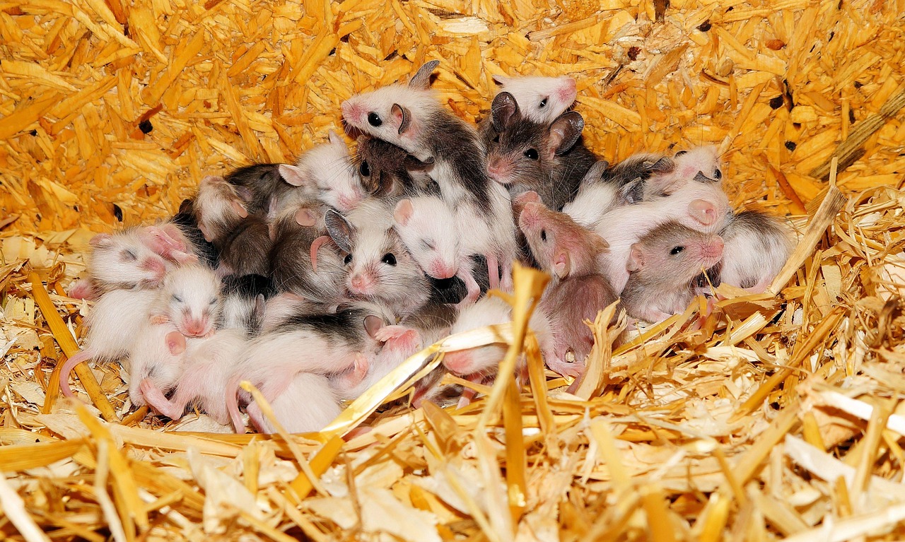 découvrez comment repérer un nid de souris, reconnaître les matériaux utilisés et agir rapidement pour protéger votre maison contre une infestation.