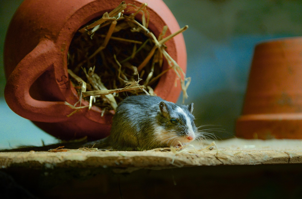 découvrez comment reconnaître un nid de souris, où il se trouve et quelles mesures prendre pour vous en débarrasser efficacement.