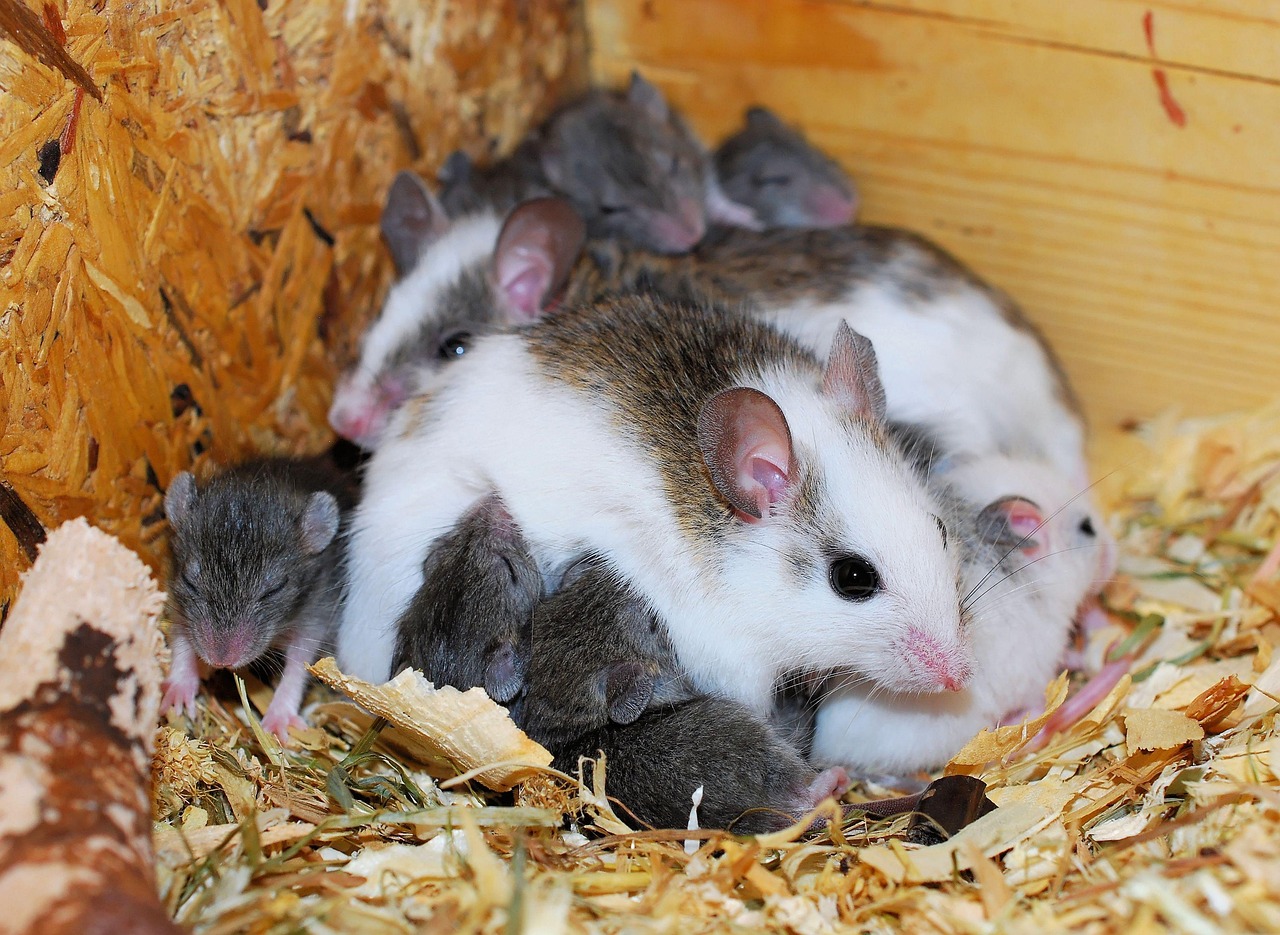 découvrez où les souris construisent leurs nids, les signes qui permettent de les repérer et les solutions pour prévenir une infestation.