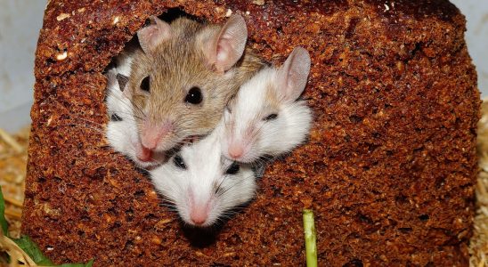 découvrez où les souris construisent leurs nids, comment les repérer et quelles solutions adopter pour prévenir une infestation dans votre logement.
