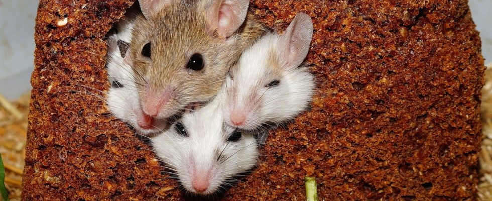 découvrez où les souris construisent leurs nids, comment les repérer et quelles solutions adopter pour prévenir une infestation dans votre logement.