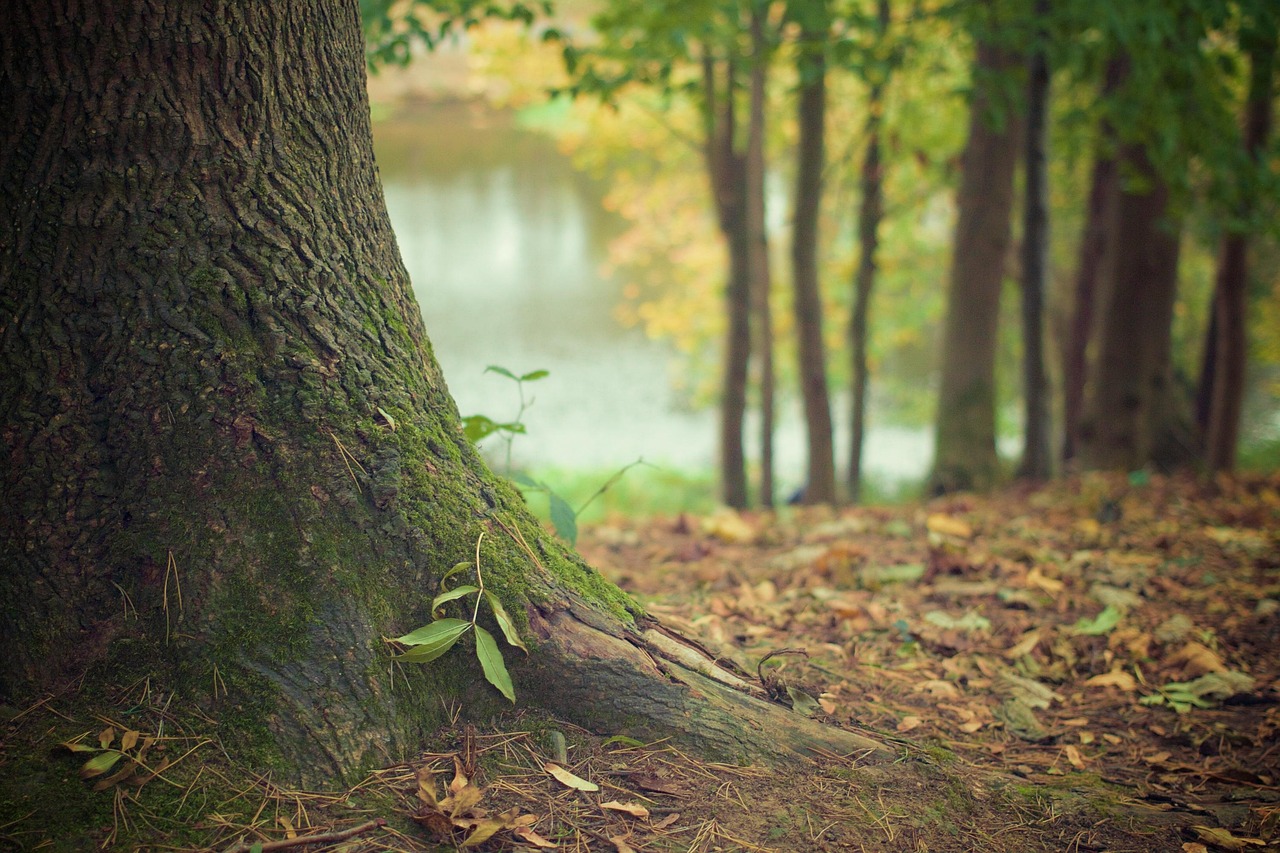 découvrez comment les racines d’arbres bouchent les canalisations, repérez les signes d’obstruction et explorez les solutions pour protéger vos tuyaux.