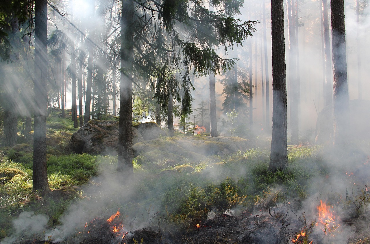 découvrez les stratégies de prévention des incendies de forêt et les systèmes d’alerte précoce pour protéger les personnes, les biens et les écosystèmes.